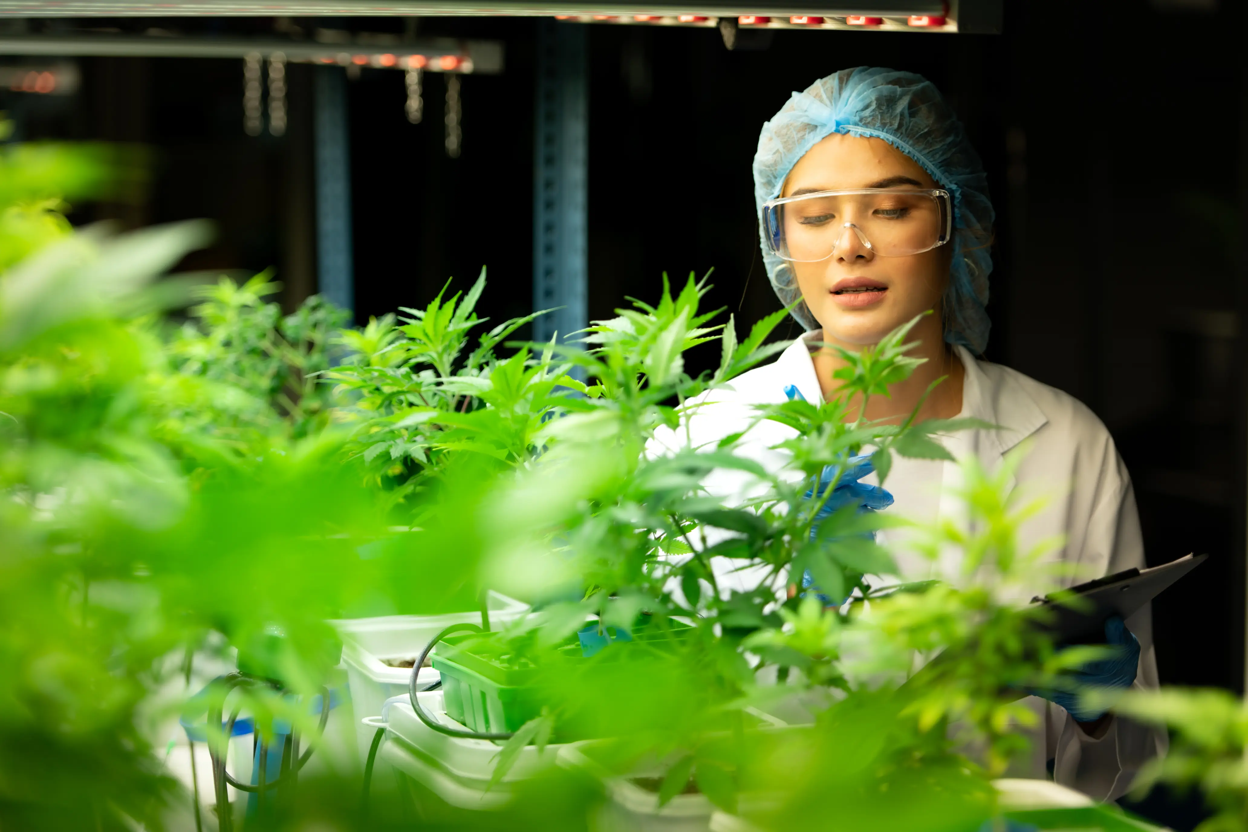 BS team working on CBD products